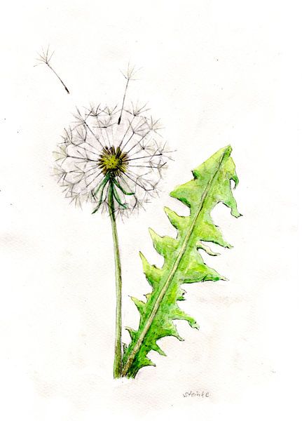 Löwenzahn mit Pusteblume von Sandra Steinke