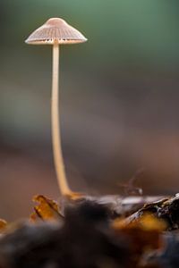 Champignon sur Moetwil en van Dijk - Fotografie