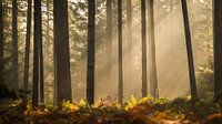 Nebliger Wald