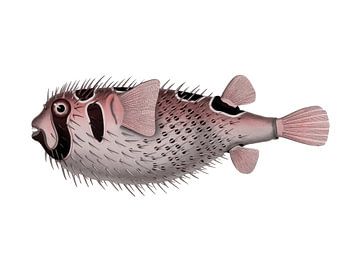 Tropische Fische im Retro-Stil.  Vintage-Kunst. Schwarzgefleckter Igelfisch in Rosa von Dina Dankers