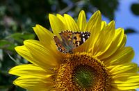 Een oranje vlinder zit op de bloesem van een gele zonnebloem