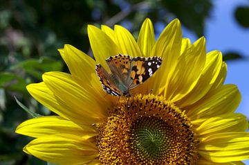 Een oranje vlinder zit op de bloesem van een gele zonnebloem van cuhle-fotos