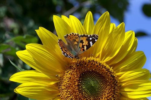 Een oranje vlinder zit op de bloesem van een gele zonnebloem