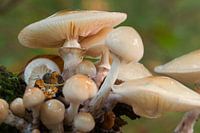 Mushrooms still life