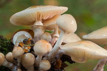 Paddenstoelen stilleven van Mrs van Aalst