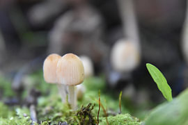 Little Mushrooms 3 by Erik Buitenhuis