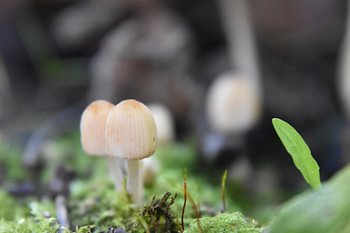 Petits champignons 3
