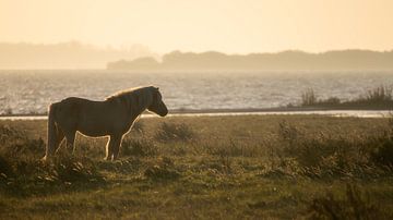 A wild pony near the Lauwersmeer