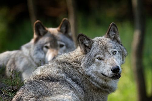 Loup Gris avec le même regard
