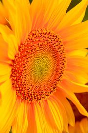 Tournesol sur Thomas Jäger