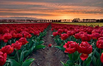 Red double tulips at sunset