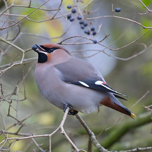 L'oiseau rare de la peste aux Pays-Bas