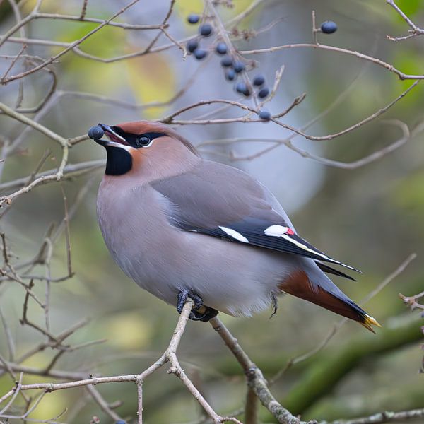 The rare plague bird in the Netherlands by Karen de Boer