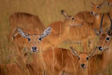 Kidepo's symbol - The kob in its natural richness by Rick Massar