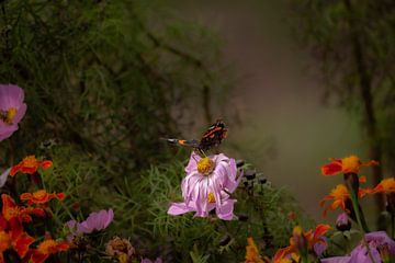 Herfst, verwelkte bloem met vlinder van Suzan Brands