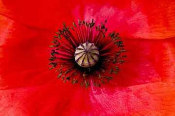 Roter Mohn im Detail von Ivonne Fuhren-van de Kerkhof