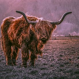 mystical highland cattle by Thomas Heitz