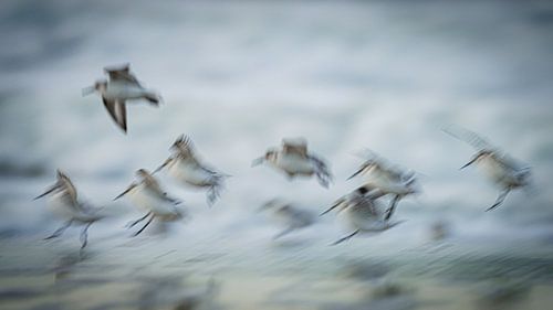 Drieteenstrandlopers op het strand