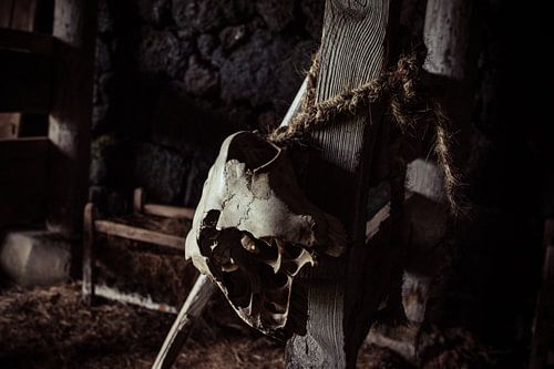 Skull On a Rope