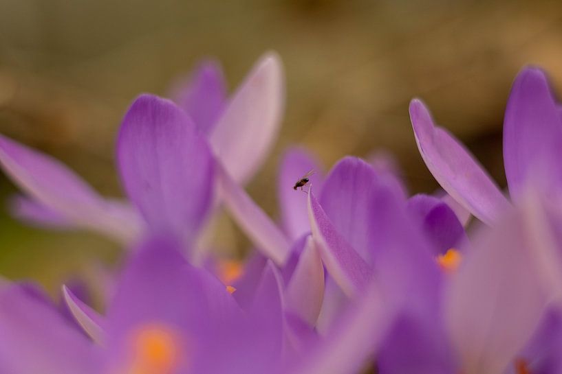Crocus with insect by @Unique