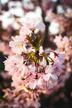 Blüte im Frühling von Derk Visser