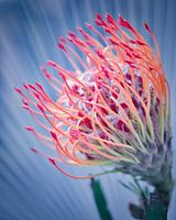 Colourful Flower