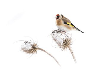 putter in de  sneeuw