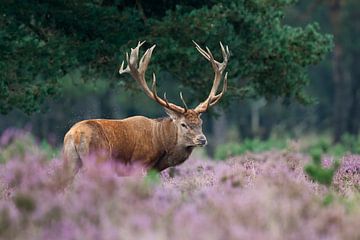 Red deer among the Purple Heather. by Rob Christiaans