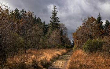 Haute lande dans les Ardennes belges : un paysage d'automne rustique sur Hevonax Photography