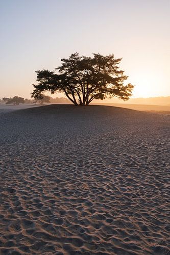 Zandduinen in gouden gloed