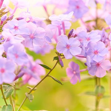 Phlox bloemen in de zomerzon van Jenco van Zalk