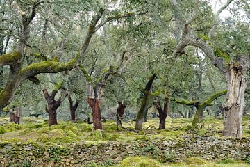 Olivenbäume, Segura de León, Badajoz, Spanien von Eugenio Eijck