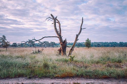 Souche d'arbre le long du chemin| Kalmthoutse Heide