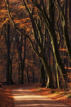 Speulderbos van Ingrid Van Damme fotografie