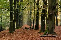 Wandelpad in het bos met perspectief van rij herfst bomen