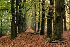Wanderweg im Wald mit Perspektive auf die Herbstbaumreihe