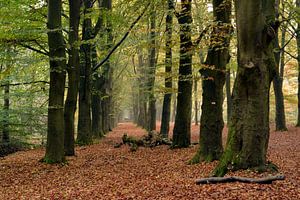 Wanderweg im Wald mit Perspektive auf die Herbstbaumreihe