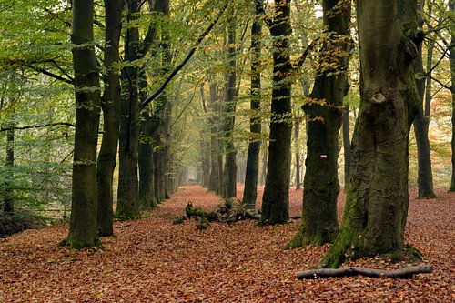 Wanderweg im Wald mit Perspektive auf die Herbstbaumreihe