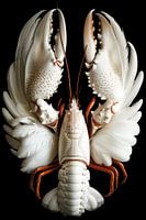 Lobster Luxe - FEEDED friend