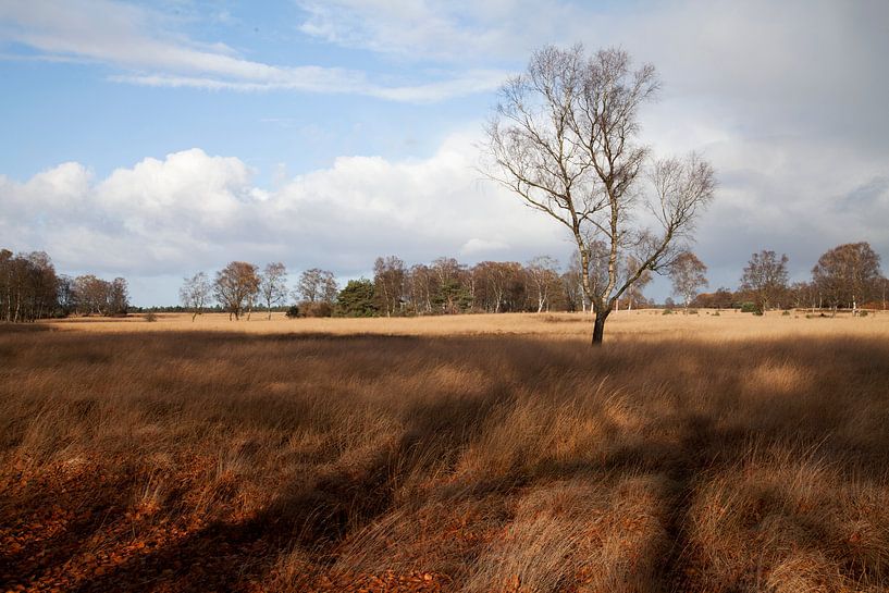 Autumn on the Veluwe by Daan Ruijter