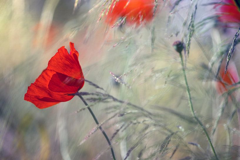 Poppies in the morning backlight by Kurt Krause