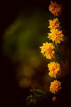 gelbe Blumen hängen wie eine Kette herunter von Margriet Hulsker