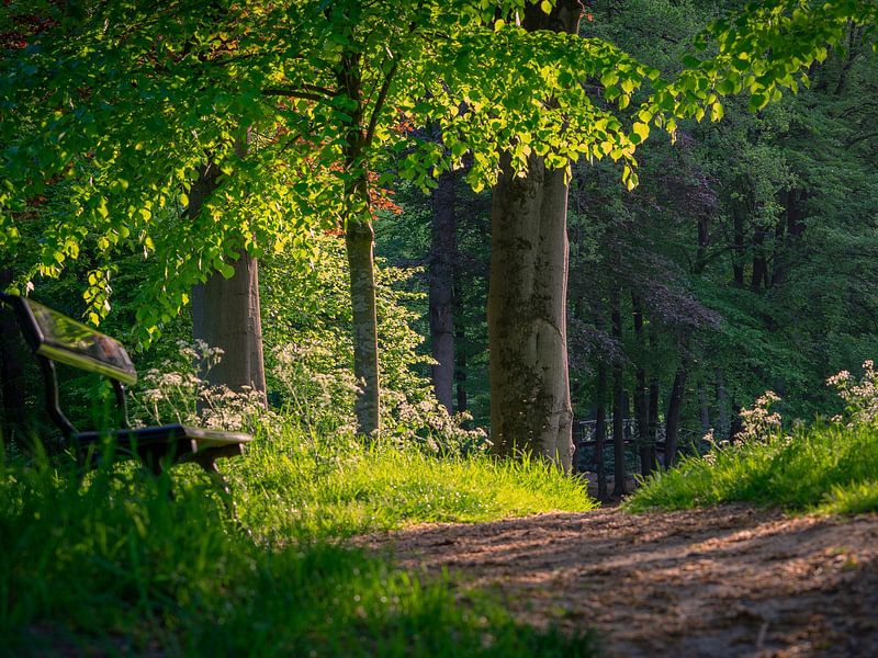 The Golden Hour by Suzan Brands
