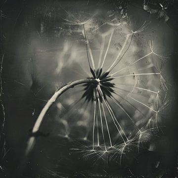 Dandelion, flowered-out still life in black and white by Studio Allee