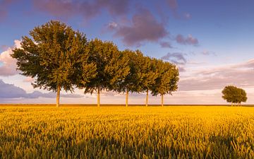 Bäume in einer Reihe im Johannes Kerkhovenpolder in der Provinz Groningen von Marga Vroom