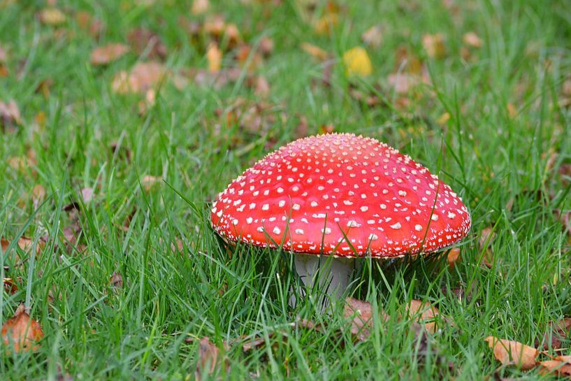 Pilz von Marieke Peters-Brugmans