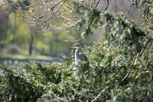 Heron is more beautiful than you think it is.