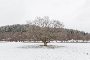 Tree in winter landscape sur Marc Vermeulen