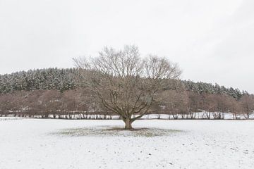 Boom in winterlandschap van Marc Vermeulen