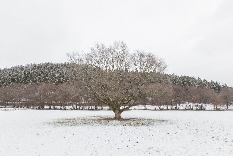 Boom in winterlandschap von Marc Vermeulen